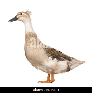Weibliche Crested Ente, 3 Jahre alt, steht man vor weißem Hintergrund Stockfoto