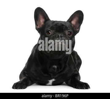 Französische Bulldogge liegend vor weißem Hintergrund Stockfoto