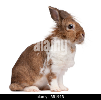 Porträt eines europäischen Kaninchen Oryctolagus Cuniculus, sitzen vor weißem Hintergrund Stockfoto