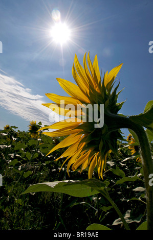 Helle Sonnenblumen, die in einem pulsierenden Sommerfeld vor einem klaren blauen Himmel nach Sonnenlicht streben Stockfoto