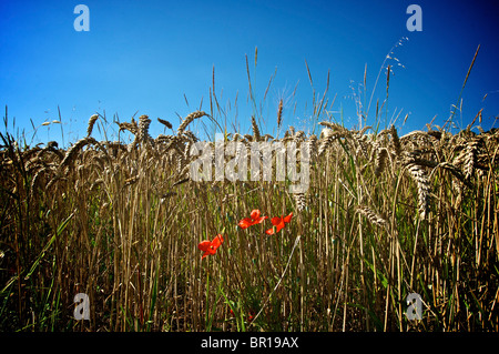 Mohn (Papaver) auf einem Weizenfeld (Triticum). Auvergne. Frankreich. Stockfoto