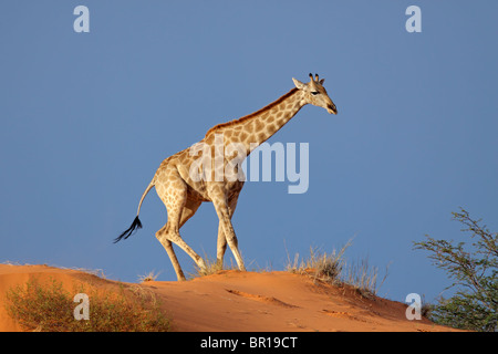 Giraffe (Giraffa Plancius) zu Fuß auf einer Sanddüne, Kgalagadi Transfrontier Park, Südafrika Stockfoto