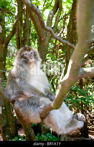 Berberaffe (Macaca Sylvanus) Affe sitzt in einem Baum Stockfoto