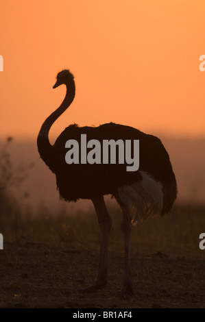 Strauß (Struthio Camelus), Tarangire Nationalpark, Tansania Stockfoto