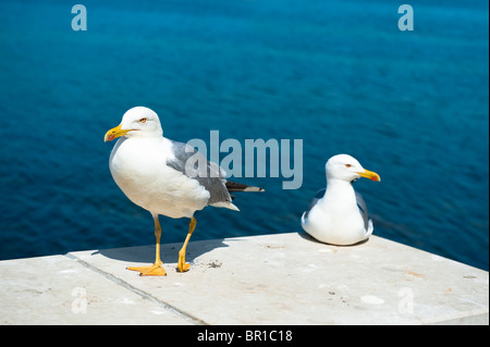 Zwei weiße Möwen auf blauem Meer Hintergrund, ein Wandern, eine weitere Sitzung. Der erste Vogel im Mittelpunkt. Stockfoto