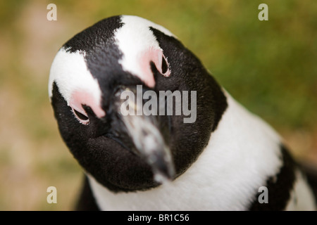 Eine detaillierte Schuss in den Kopf eine vom Aussterben bedrohte afrikanische Pinguin am Boulders Beach-Pinguin-Kolonie, Simonstown, Südafrika. Stockfoto