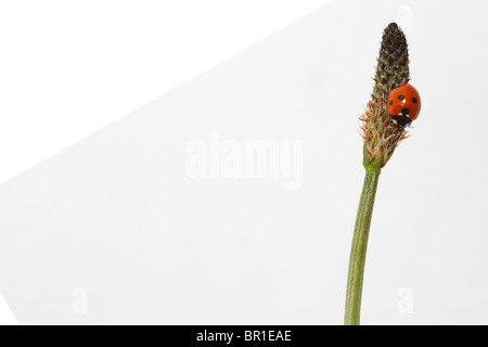 Marienkäfer-Nahaufnahme isoliert auf weißem Hintergrund Stockfoto