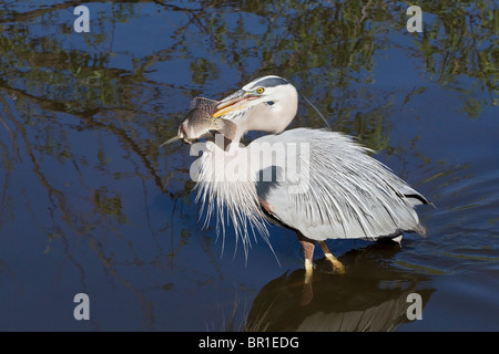 Great Blue Heron zu Fuß mit frisch gefangenen Tilapia Fisch Stockfoto