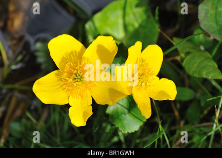 Gelbe Marsh Marigold - Sumpfdotterblumen (Caltha Palustris) blühen im zeitigen Frühjahr (Hahnenfuß-Familie) Stockfoto