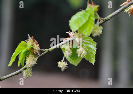 Europäische Buche - Rotbuche (Fagus Sylvatica) blühen im Frühling Stockfoto