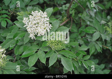 Europäische schwarze Holunder - Holunder (Sambucus Nigra) - Blumen im Frühling - Cevennen - Frankreich Stockfoto