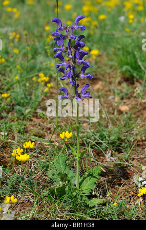 Wiese Salbei - Wiese Salbei (Salvia Pratensis) Blütezeit im Frühjahr - Cevennen - Frankreich Stockfoto