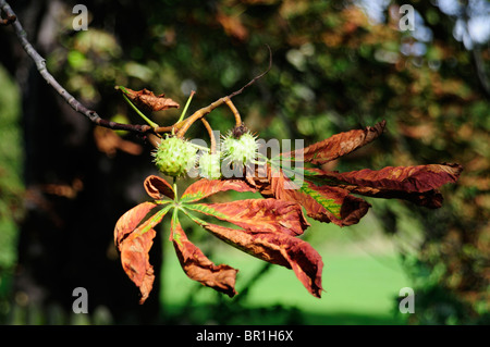 Nahaufnahme von Conkers auf Baum Stockfoto