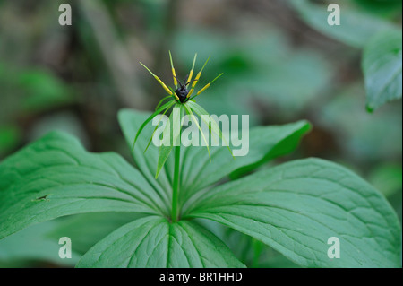 Einbeere - True-Liebhaber Knoten (Paris Quadrifolia) blühen im Frühling Stockfoto