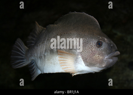 Lumpsucker Cyclopterus lumpus Stockfoto