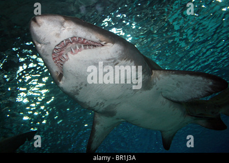 Sand Tiger Shark Carcharias taurus Stockfoto