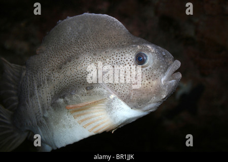 Lumpsucker Cyclopterus lumpus Stockfoto