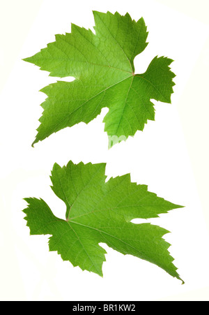 Weinrebe-Blätter Stockfoto