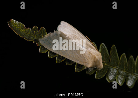 Fen Wainscott, Arenostola Phragmitidis, Motte Stockfoto