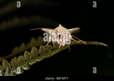 Fen Wainscott, Arenostola Phragmitidis, Motte, die Reinigung seiner Antenne Stockfoto