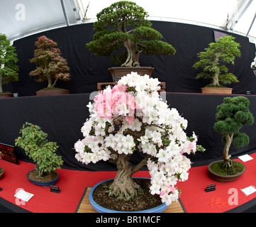 Blhender Bonsai Baum im traditionellen chinesischen Stil Topf wchst im  Freien - Hoi an, Vietnam Stockfotografie - Alamy