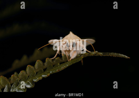 Fen Wainscott, Arenostola Phragmitidis, Motte Stockfoto