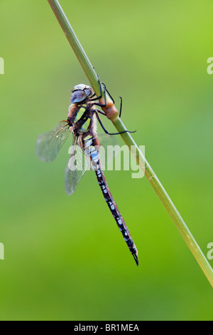 Eine männliche Migranten Hawker Libelle (Aeshna Mixta) ruht auf einer Pflanze im Laufe des Tages Stockfoto