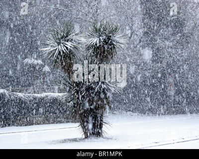 Kornische Palme in einem Schneesturm Stockfoto