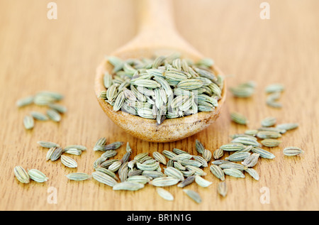 Fenchel Stockfoto