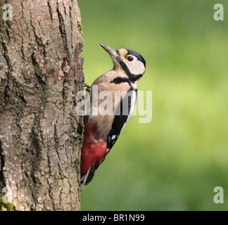 Buntspecht auf der Suche nach Insekten auf einem Baumstamm in Cheshire, England. Stockfoto