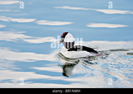 Eine Zucht, die männlichen Bufflehead (Bucephala Albeola) durch die Wolke und Himmel gleitet reflektiert Feuchtgebiet Gewässer Stockfoto