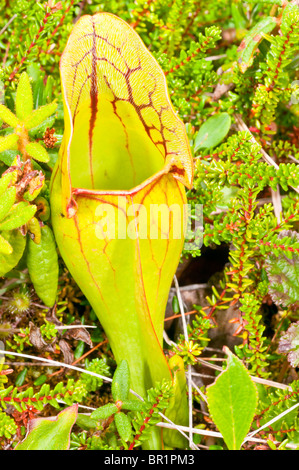 Lila Schlauchpflanze, Sarracenia Purpurea Purpurea, Avalon Halbinsel, Neufundland und Labrador, Kanada Stockfoto