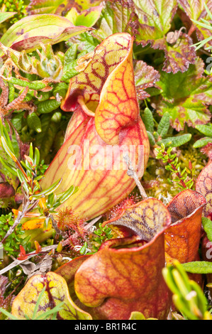 Lila Schlauchpflanze, Sarracenia Purpurea Purpurea, Avalon Halbinsel, Neufundland und Labrador, Kanada Stockfoto