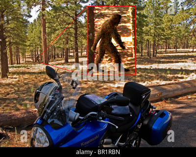 "Bigfoot" Sichtung Stockfoto