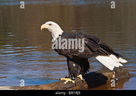 Weißkopfseeadler Haliaeetus Leucocephalus rehabilitiert Kettle River, Minnesota, USA Stockfoto