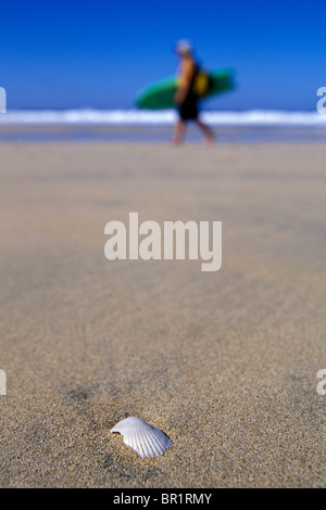 Muschel im Vordergrund mit einem Surfer zu Fuß entlang des Strandes mit seinem Surfbrett im Hintergrund auf der Nicoya Halbinsel, Stockfoto