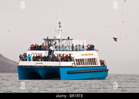 Ausflugsschiff, umgeben von fliegenden Papageientaucher, Witless Bay ökologische Reserve, Neufundland, Kanada Stockfoto