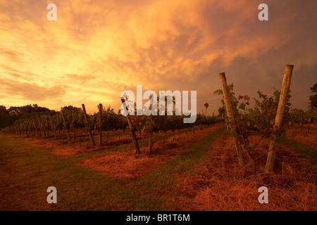 Ein Weinberg bei Sonnenuntergang in Uruguay. Stockfoto