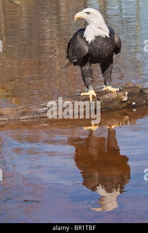 Reflexion von einem sanierten Weißkopf-Seeadler Haliaeetus Leucocephalus Kettle River, Minnesota, USA Stockfoto