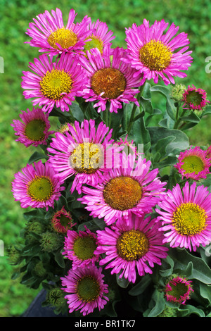 Erigeron Glaucus "Sea Breeze", Berufkraut rosa Blume Blumen Garten Pflanze Pflanzen erigerons Stockfoto