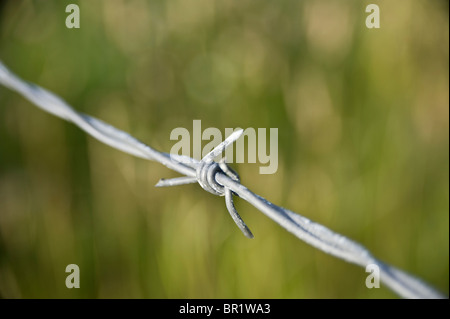 Eine Nahaufnahme Bild von Widerhaken auf einen Stacheldrahtzaun. Stockfoto