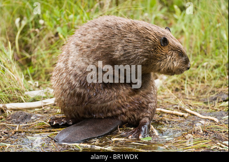 Ein Biber sitzt auf seinem hinteren Ende kratzen und reiben sein Fell Stockfoto