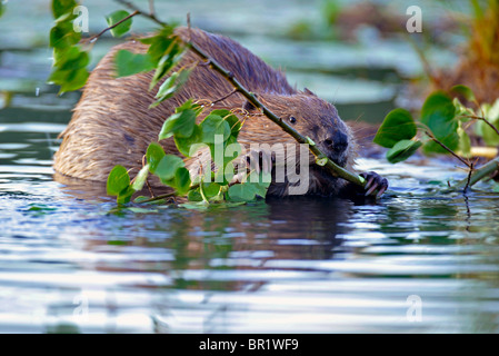 Ein Bild des wilden kanadische Biber Essen Rinde von einer Espenbaum Verzweigung. Stockfoto