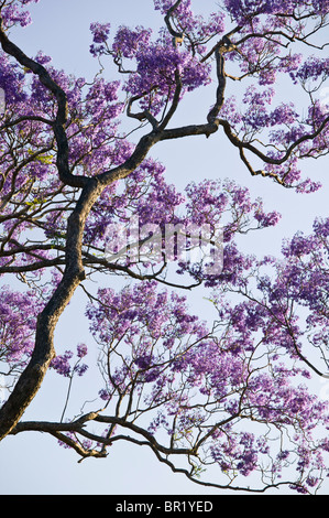 Australien, State of Queensland, Brisbane. Blühende Jacaranda-Bäume in neue Farm Park. Stockfoto