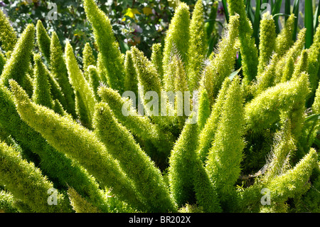 Pflanzen an der Santa Barbara Mission, Kalifornien, USA Stockfoto