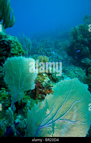 Tortola, Britische Jungferninseln, Caribbean Stockfoto