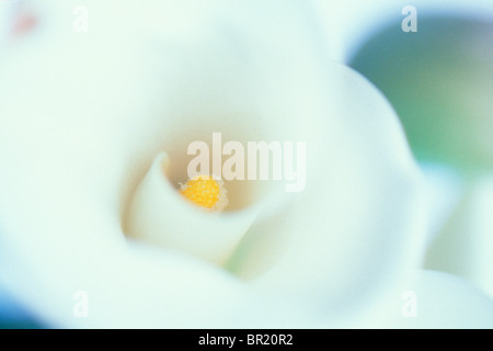 Eine Nahaufnahme von einem weißen Calla Lilly (Zantedeschia Aethiopica). Stockfoto