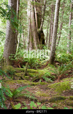 Regenwald mit neuen & alte Holz wächst aus einer Untergrenze von Moos Farne & Reben Olympic Nationalpark Olympic Halbinsel WA Stockfoto