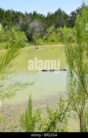 Dinosaur World, Glen Rose, Texas, USA Stockfoto