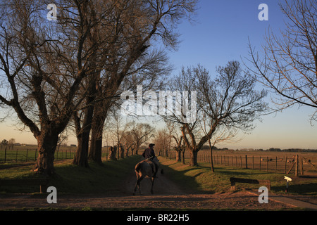 Ein Gaucho (Cowboy) reitet auf einem Gaucho-Ranch, Argentinien Stockfoto